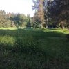 019. Colt de Rai Romanesc - Campul Romanesc -  22.06.2019